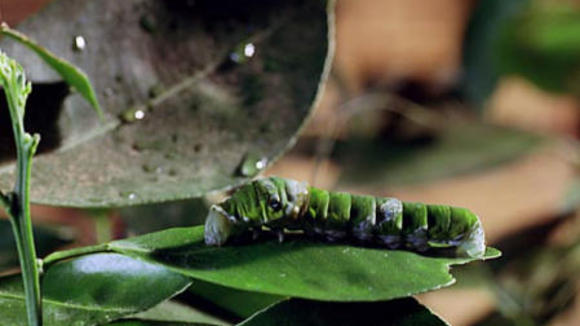 Photo du film Bestioles!