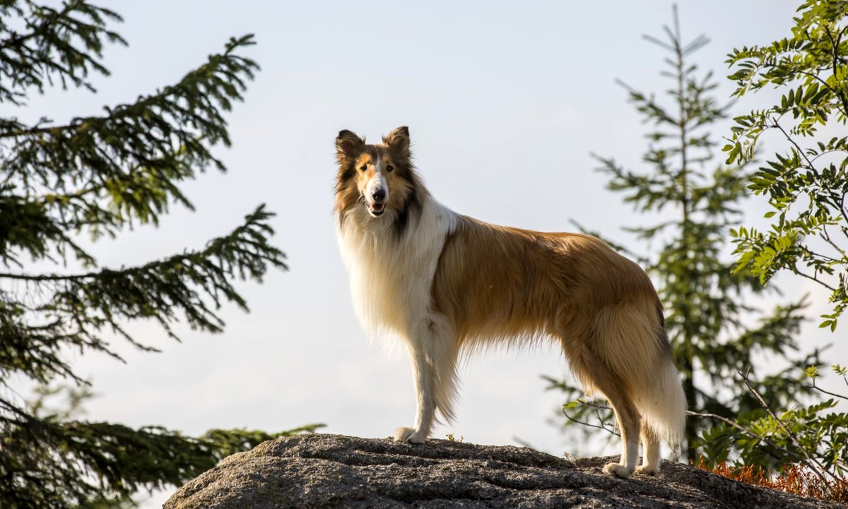 Photo du film Lassie - Eine abenteuerliche Reise [2020]