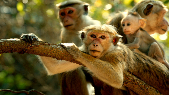 Photo from the movie Le Royaume des Singes