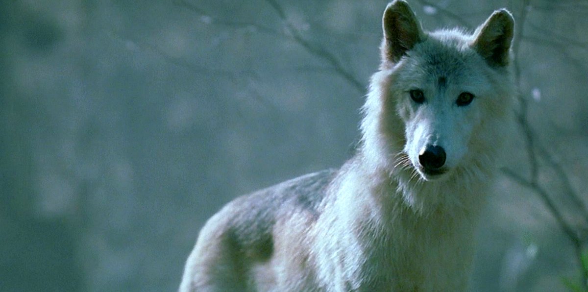 Photo from the movie The Brotherhood of the Wolf