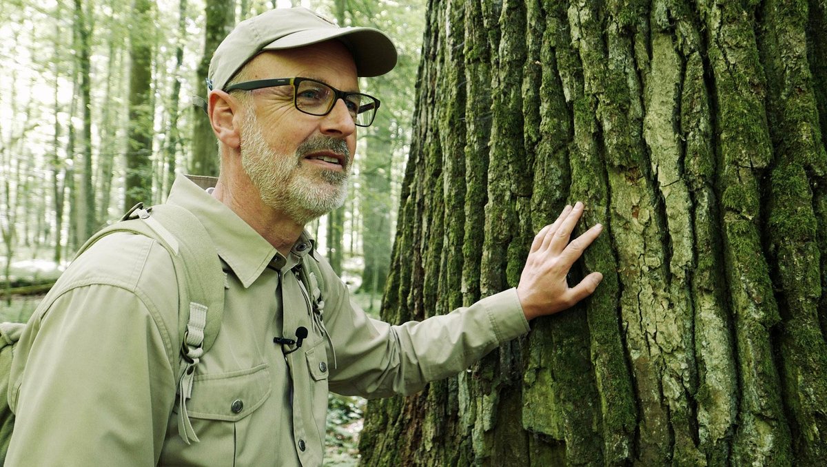 Photo from the movie The Hidden Life of Trees