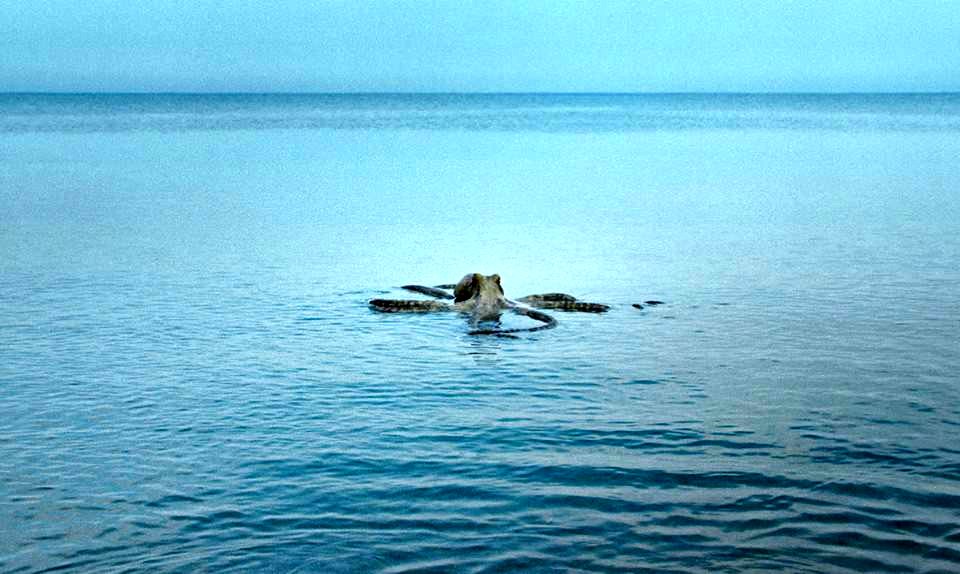 Photo du film All You Can Eat Buddha