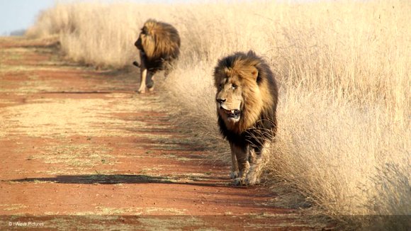 Photo from the movie Wild Cats