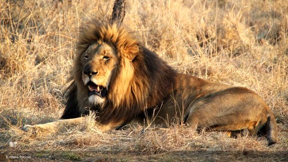 Photo from the movie Wild Cats