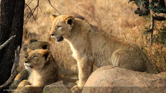 Photo from the movie Wild Cats