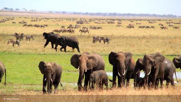 Photo from the movie Wild Cats