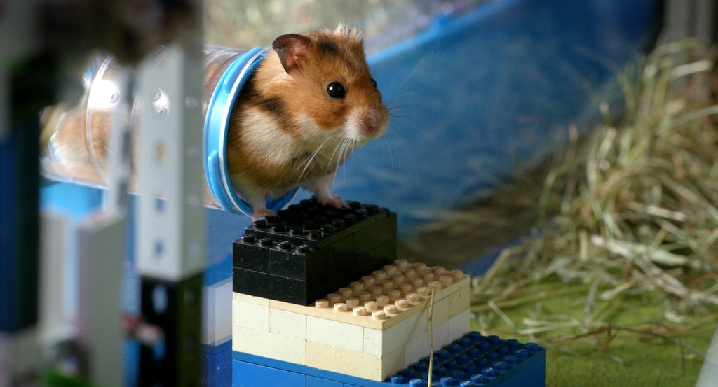 Photo from the movie My Friend Raffi