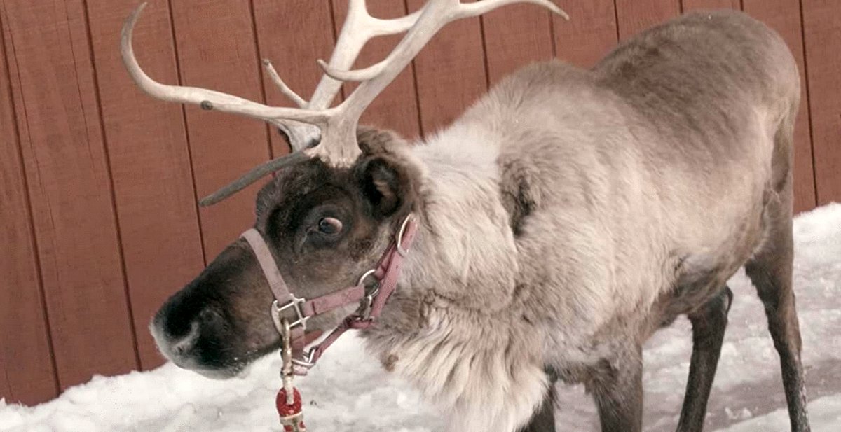 Photo du film Cupid's Christmas [2022]