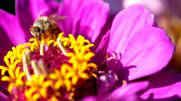 Photo from the movie Wings of Life