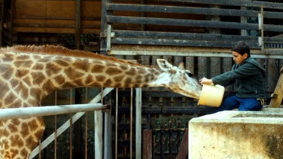 Photo du film Giraffada