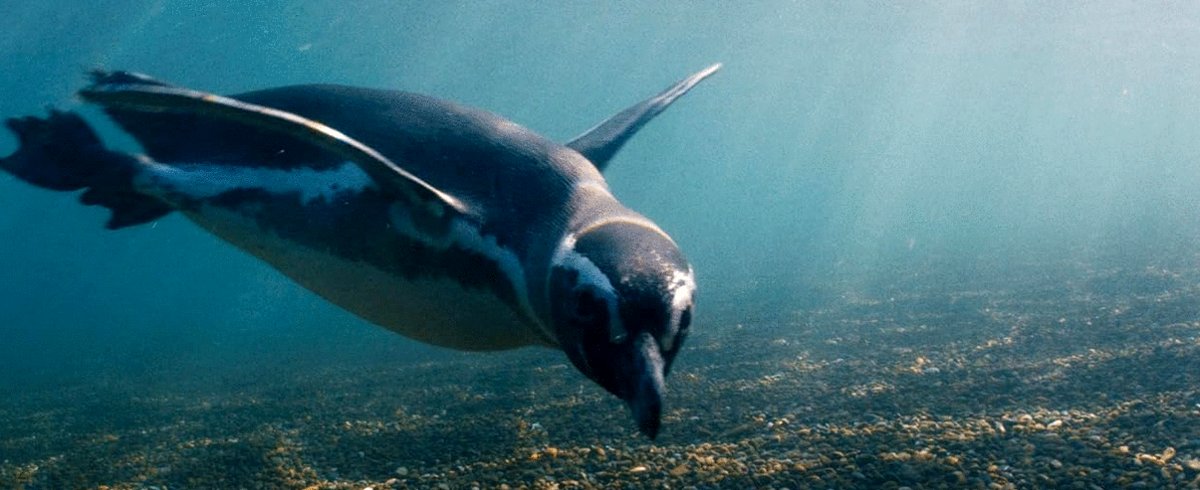 Photo du film My Penguin Friend