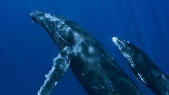 Photo du film Océans v.f.