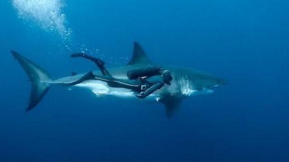 Photo du film Océans v.f.