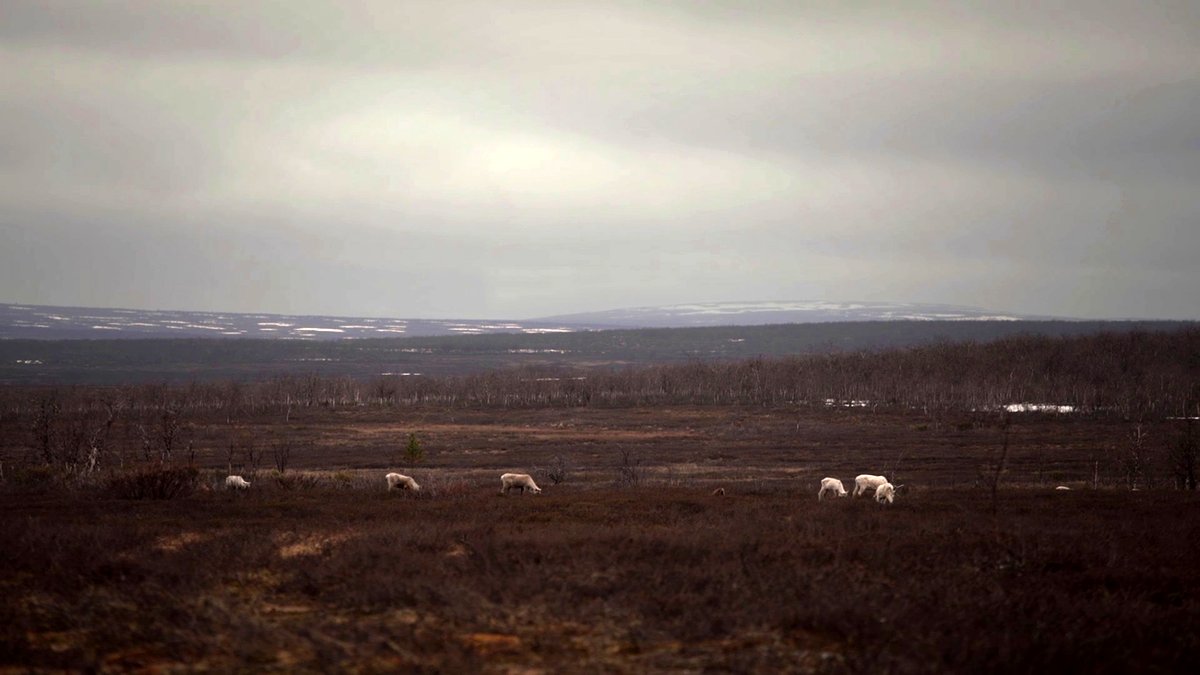 Photo from the movie Habitat [2020]