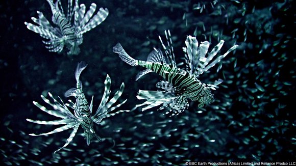 Photo du film Enchanted Kingdom