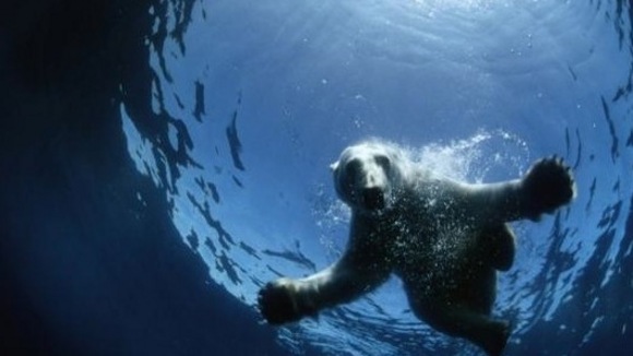 Photo from the movie To the Arctic