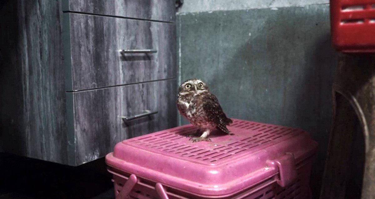 Photo du film All That Breathes