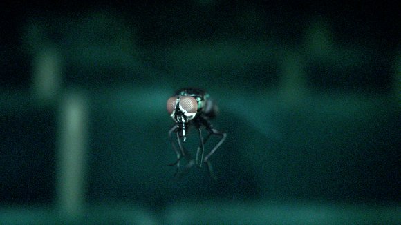 Photo du film Endorphine