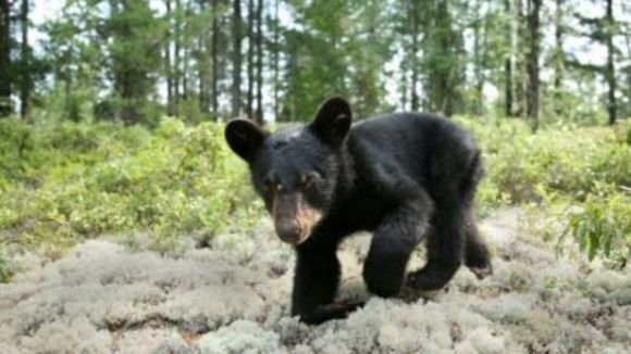 Photo from the movie White Tuft, the Little Beaver