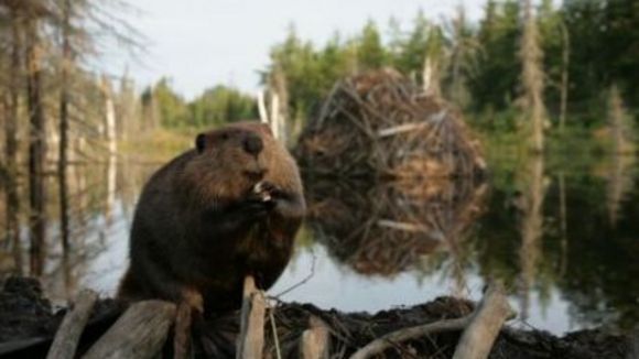Photo from the movie White Tuft, the Little Beaver