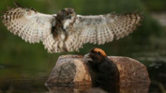 Photo from the movie White Tuft, the Little Beaver