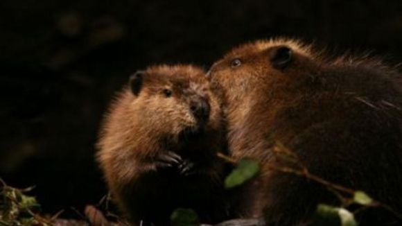 Photo from the movie White Tuft, the Little Beaver