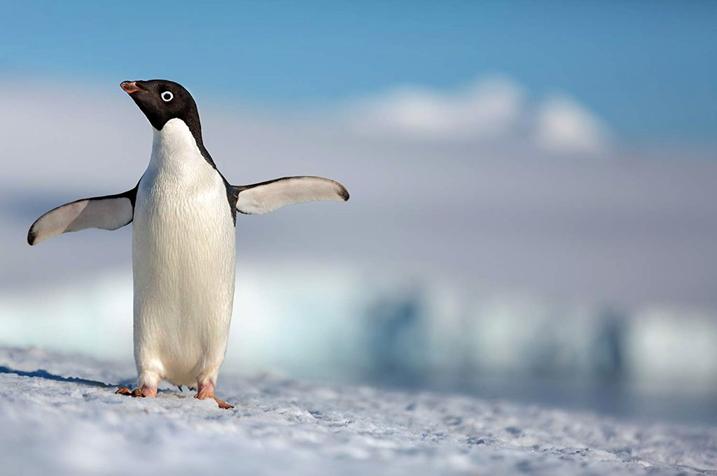 Photo du film Pingouins v.f. [2019]