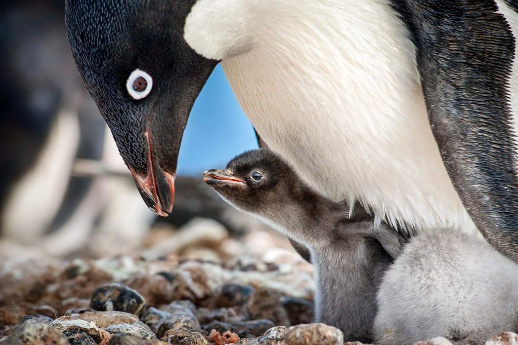 Photo du film Pingouins v.f. [2019]