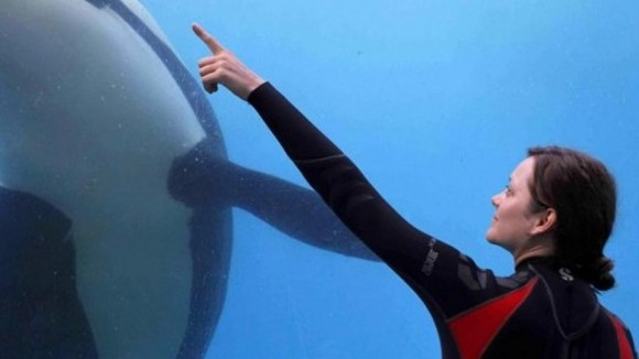 Photo from the movie Rust and Bone