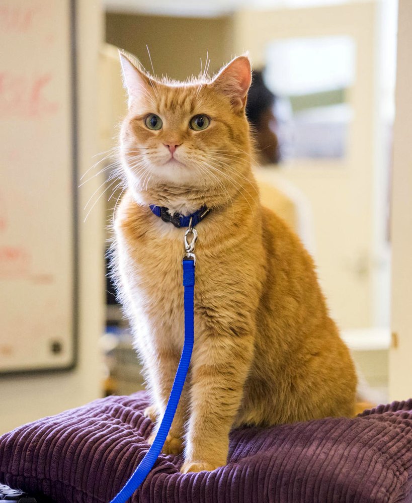 Photo from the movie A Street Cat Named Bob