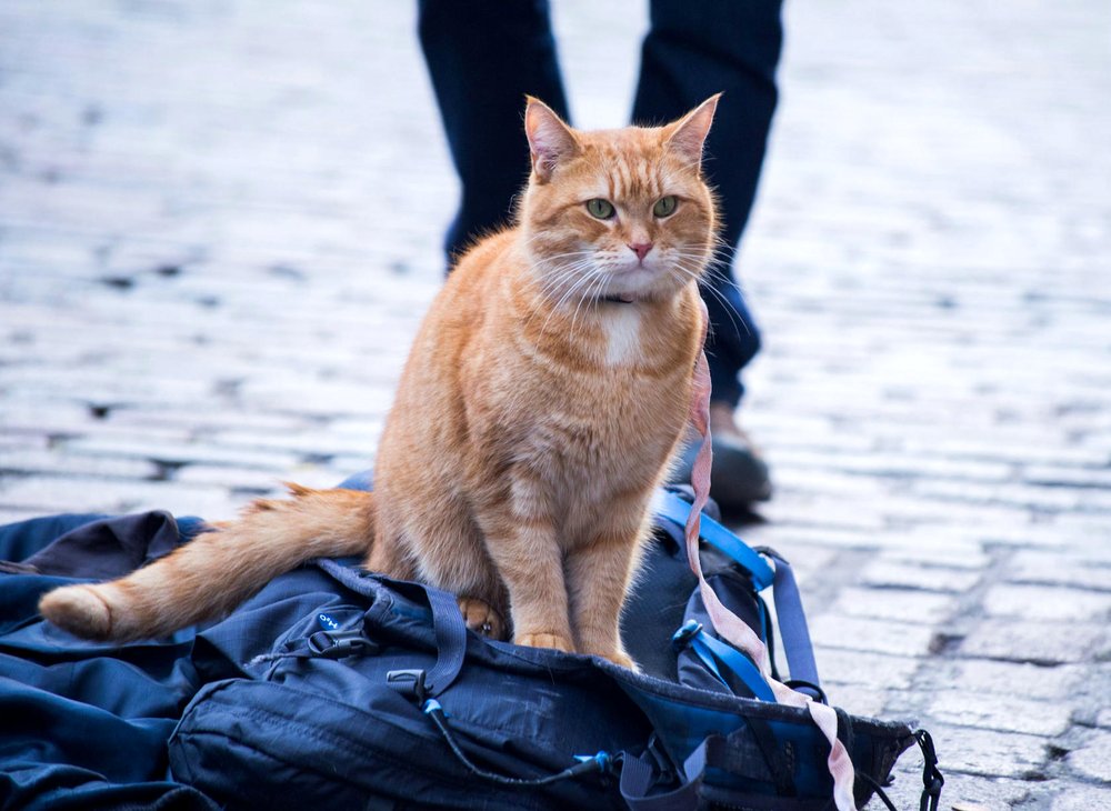 Photo from the movie A Street Cat Named Bob