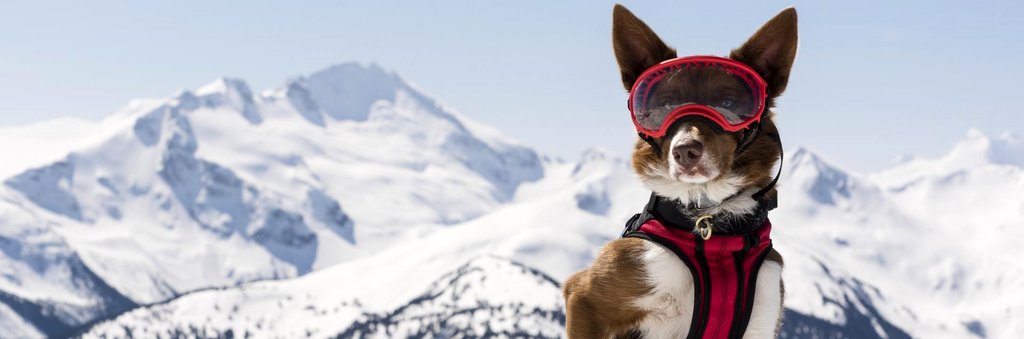 Photo from the movie Super chiens