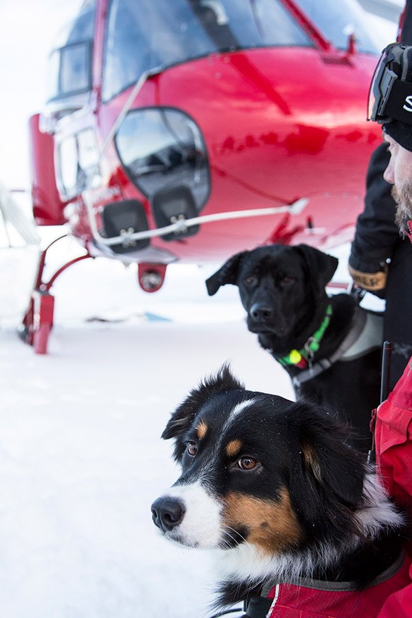 Photo from the movie Super chiens