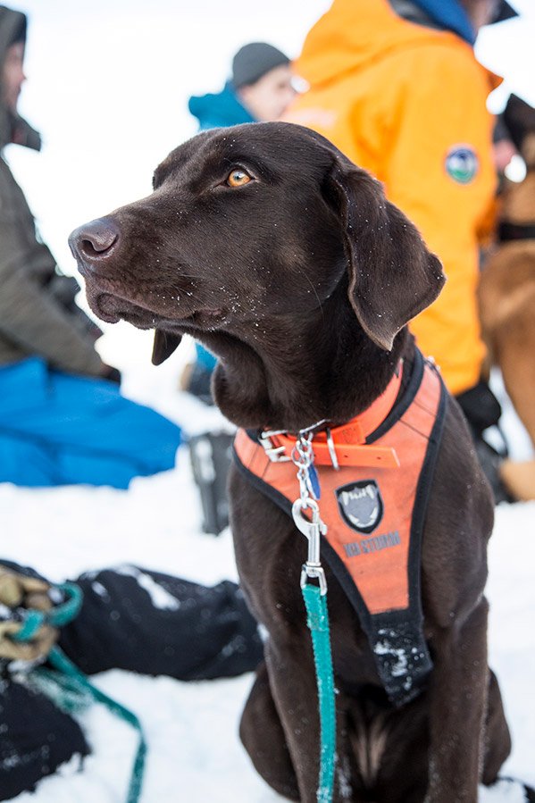 Photo from the movie Super chiens