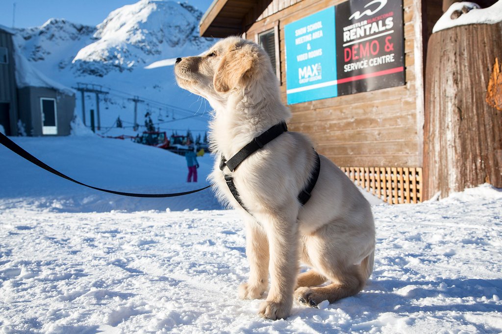 Photo from the movie Super chiens