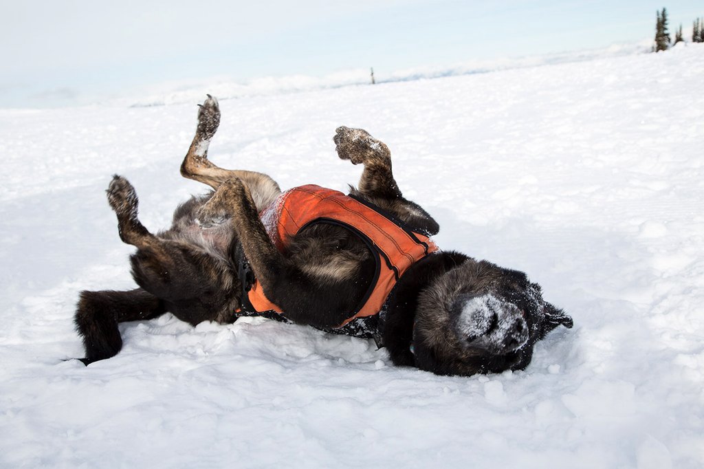 Photo from the movie Super chiens