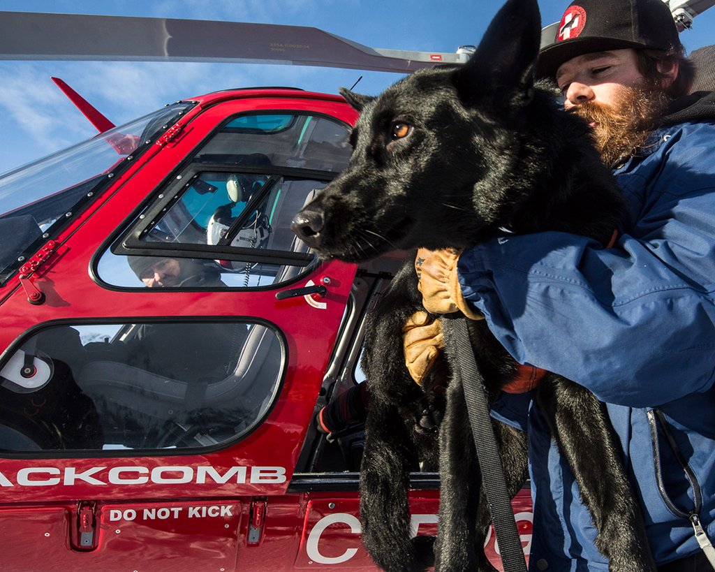 Photo from the movie Super chiens