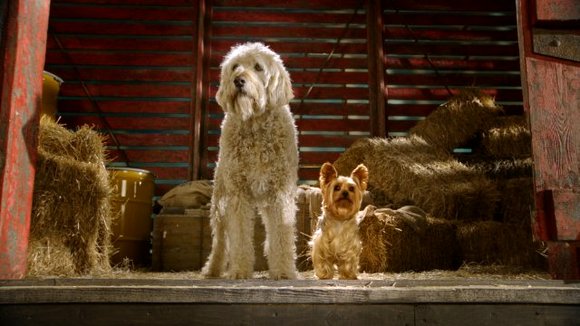 Photo from the movie Pup Star [2016]
