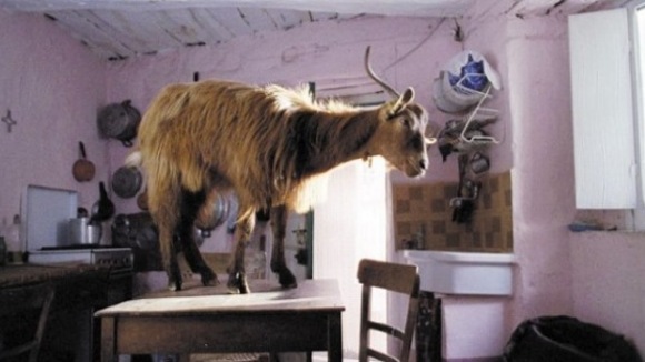 Photo du film The Four Times [2010]