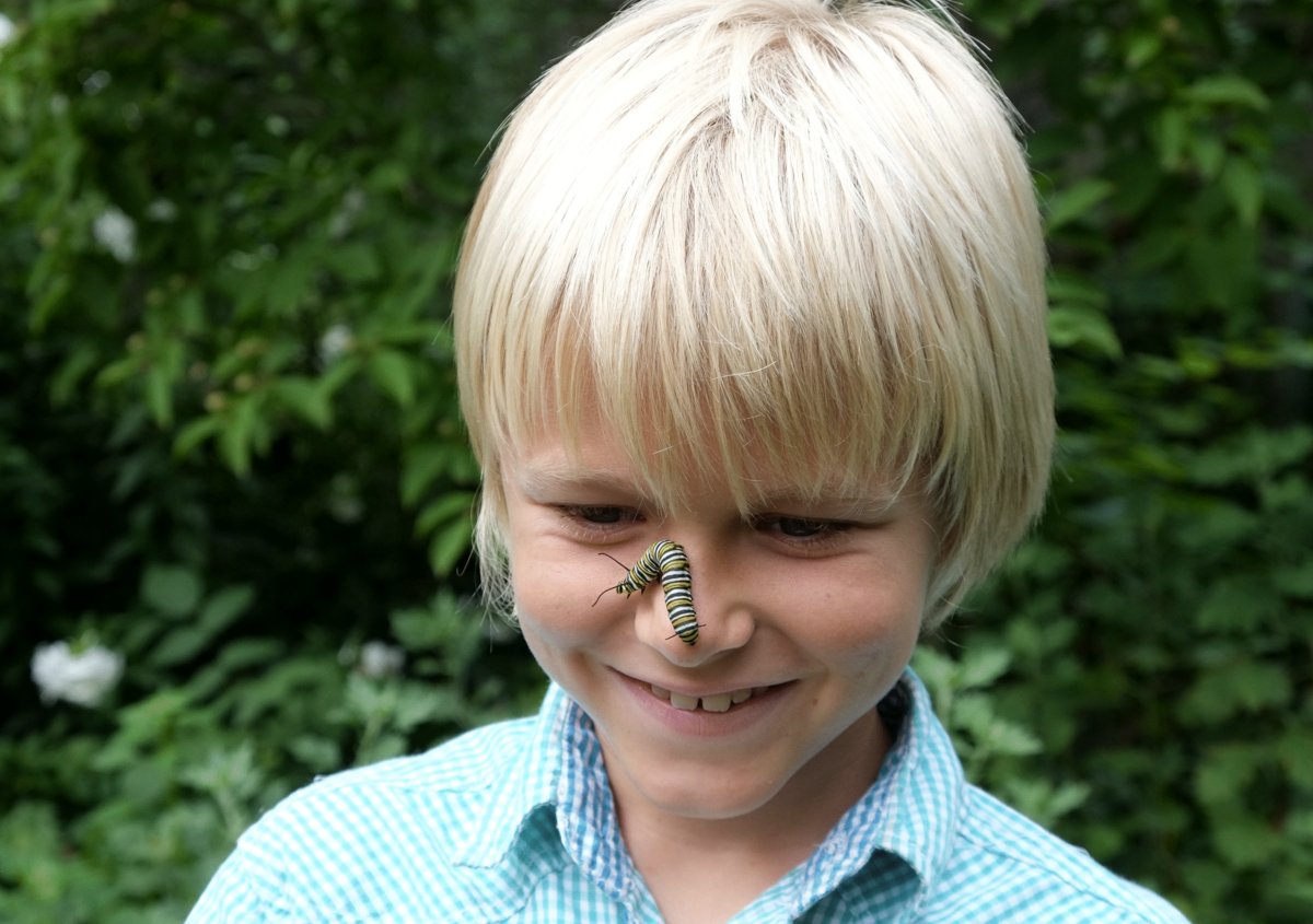 Photo from the movie Beauty on the Wing: Life Story of the Monarch Butterfly
