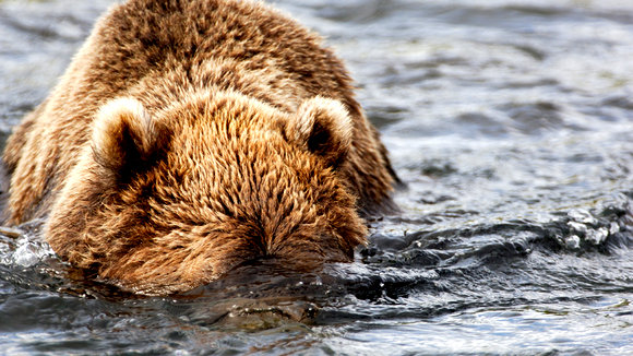 Photo from the movie Terre des ours