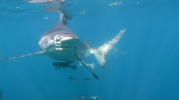 Photo from the movie Wild Ocean