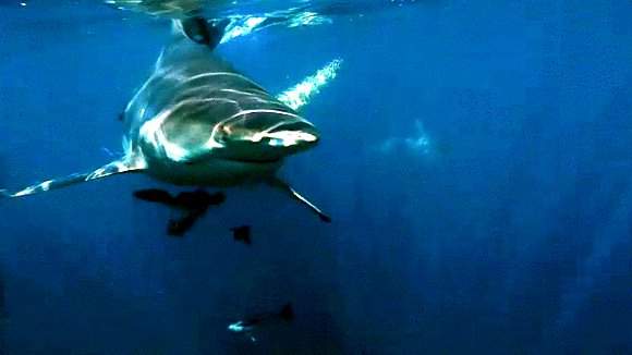 Photo from the movie Wild Ocean