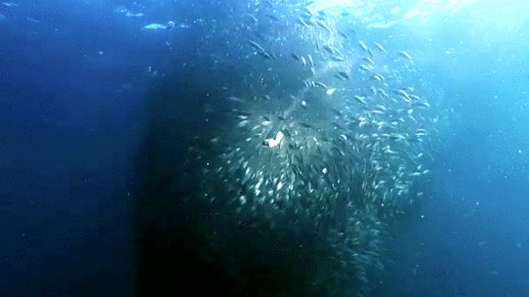 Photo from the movie Wild Ocean