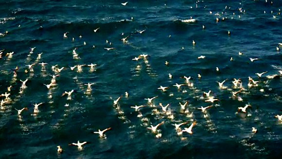 Photo from the movie Wild Ocean