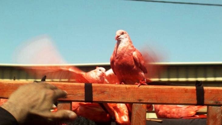 Photo du film The Seven Last Words [2019]