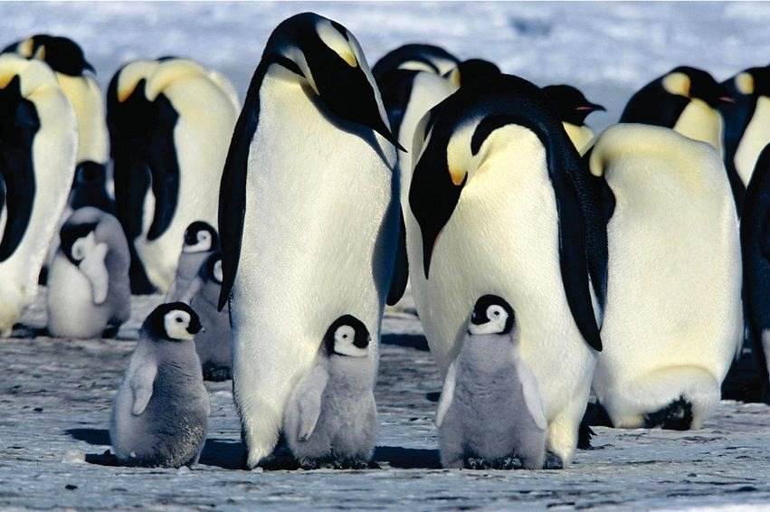 Photo from the movie March of the Penguins