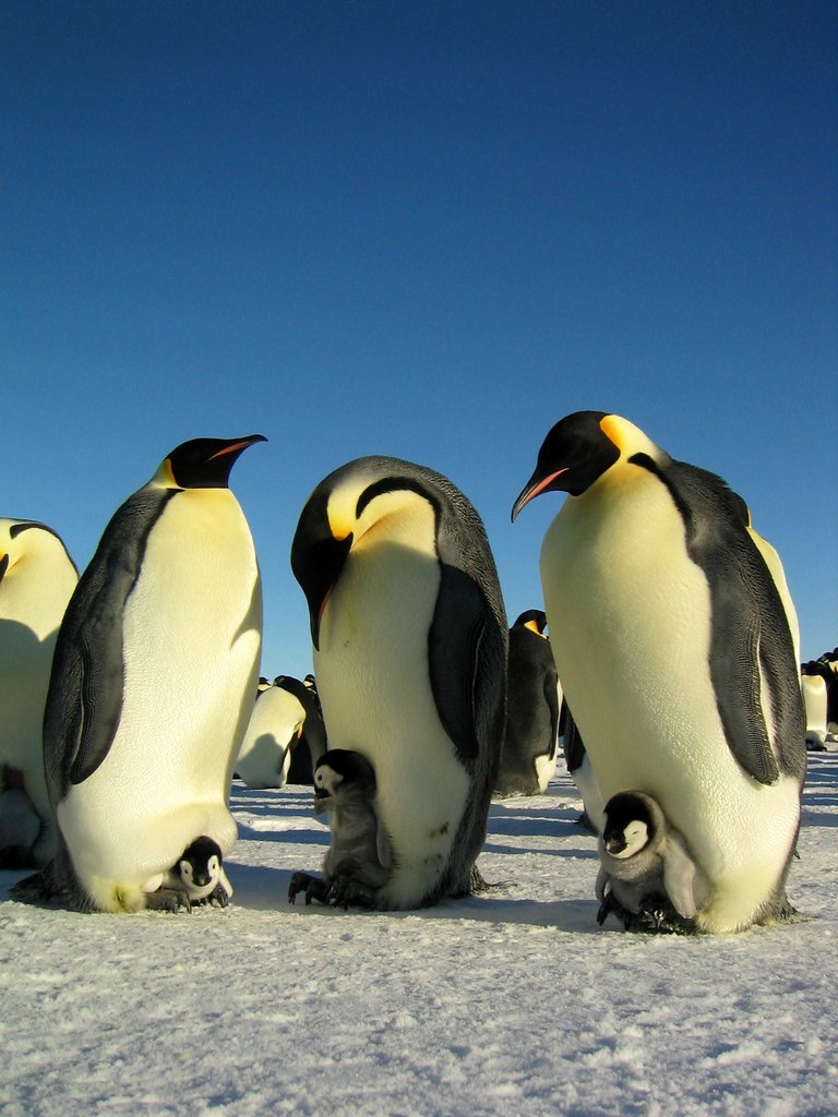 Photo from the movie March of the Penguins