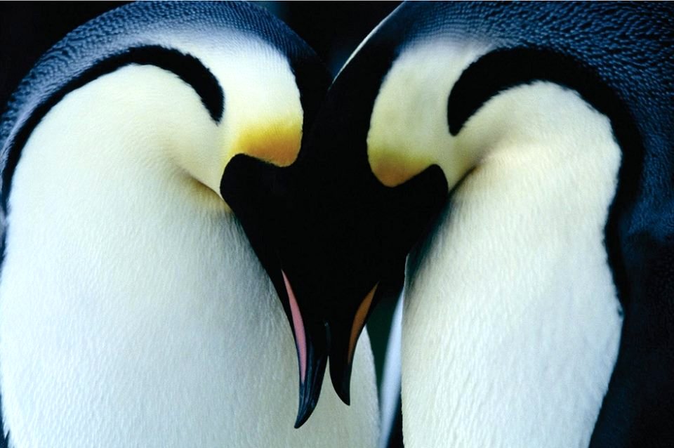 Photo from the movie March of the Penguins