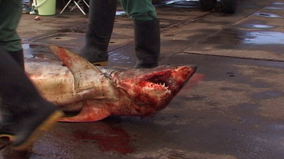 Photo from the movie Fish Tail [2003]